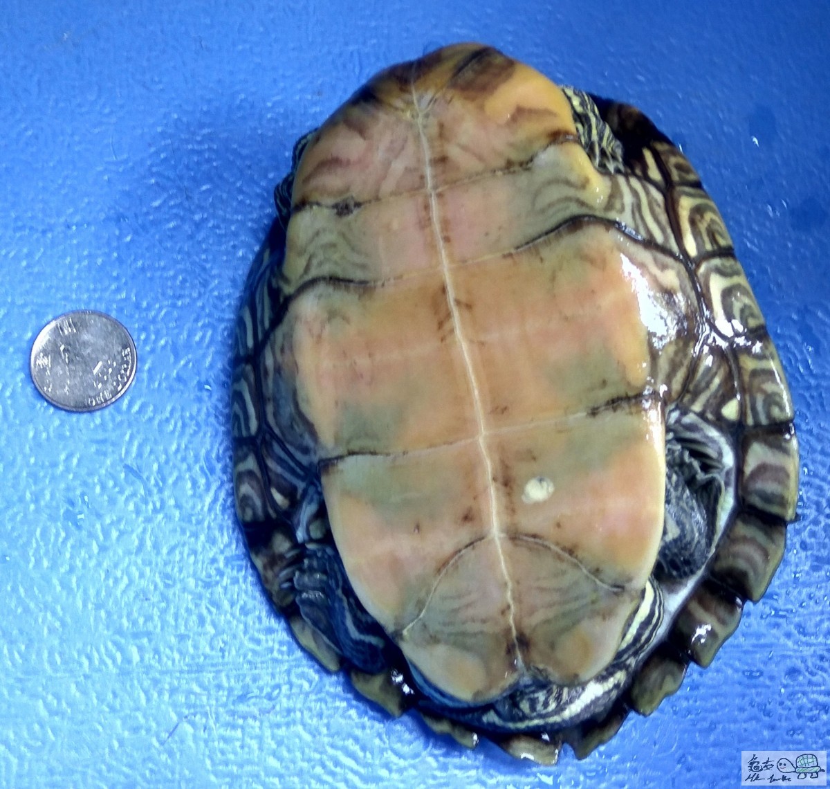 IMG_map_turtle(Big)2.jpg