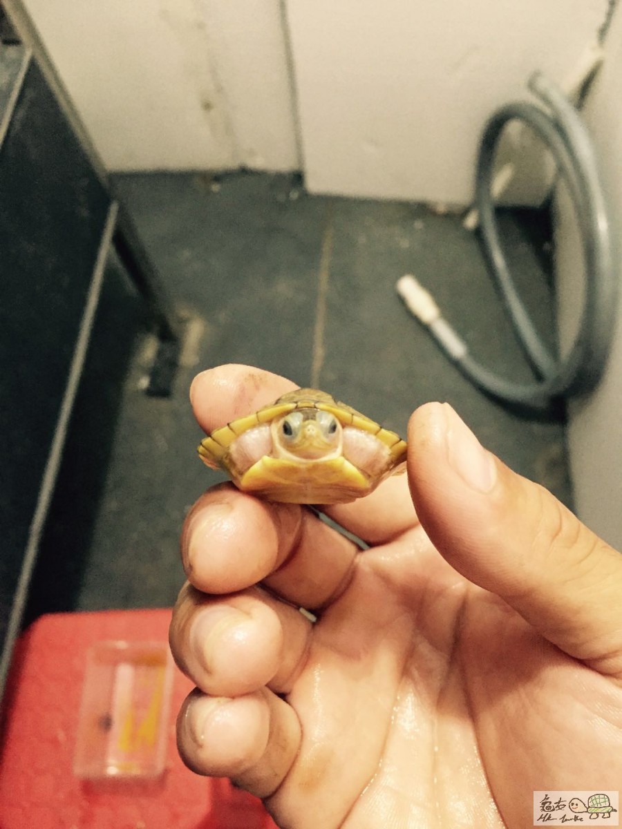 果冻巴西 - 变异龟区 香港龟友论坛