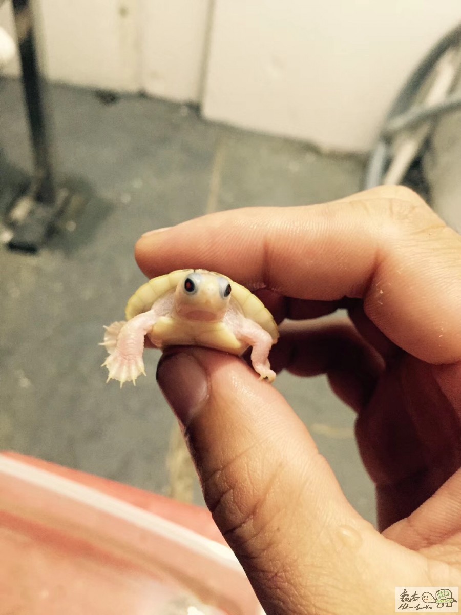果冻巴西 - 变异龟区 香港龟友论坛