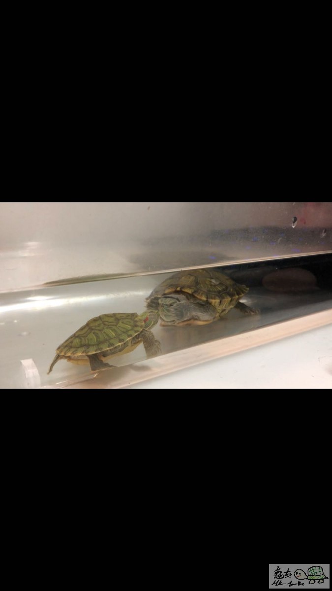 佢對手對細巴西龜 震 