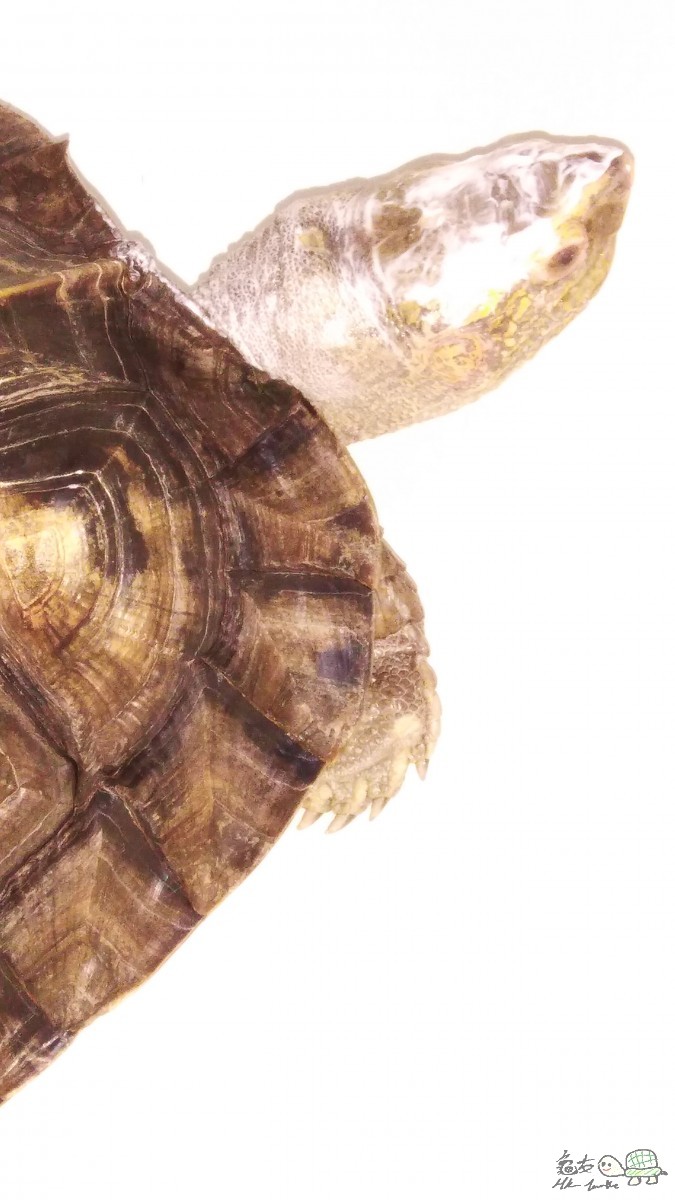 已塗抗生素藥膏