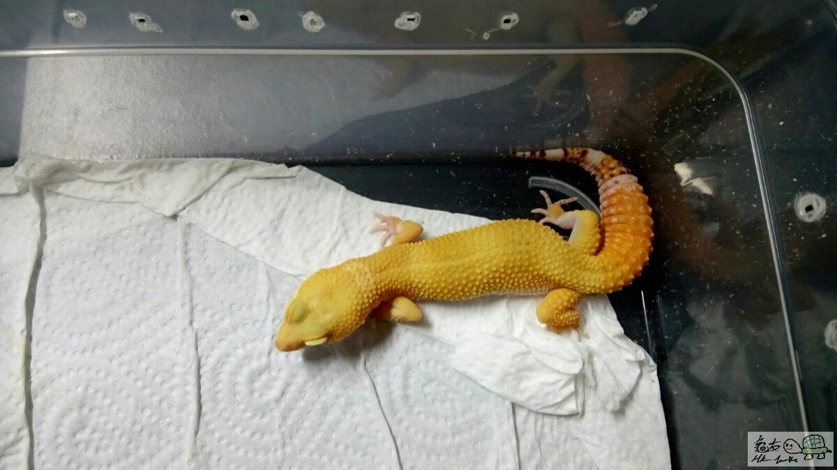 SUNGLOW SHTCT female.jpg