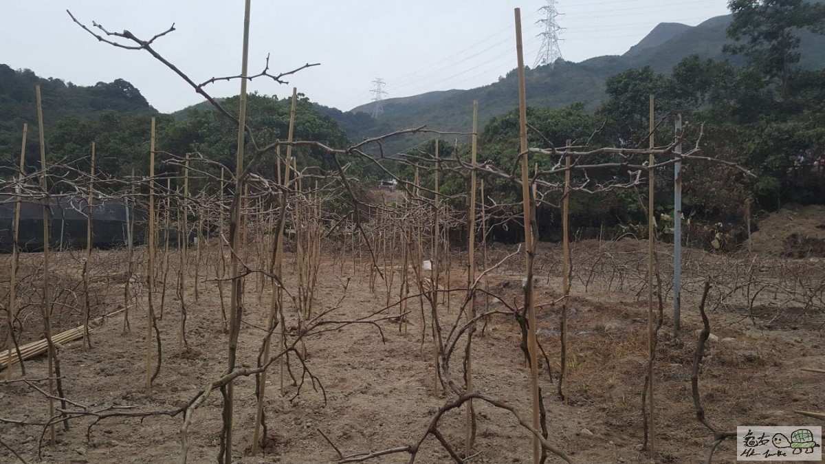 3年葡萄枝已經種入泥