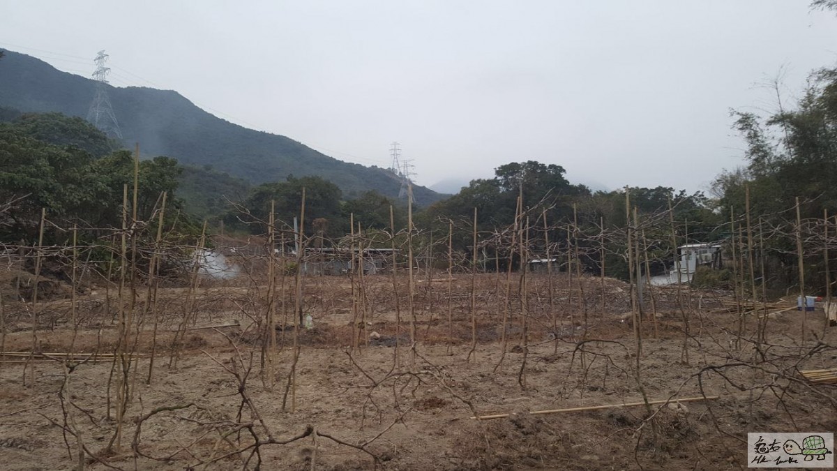 3年葡萄枝已經種入泥