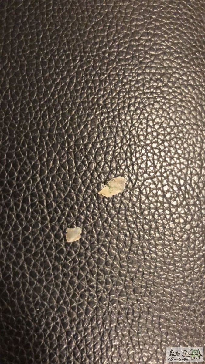 前後都會甩呢D殼仔