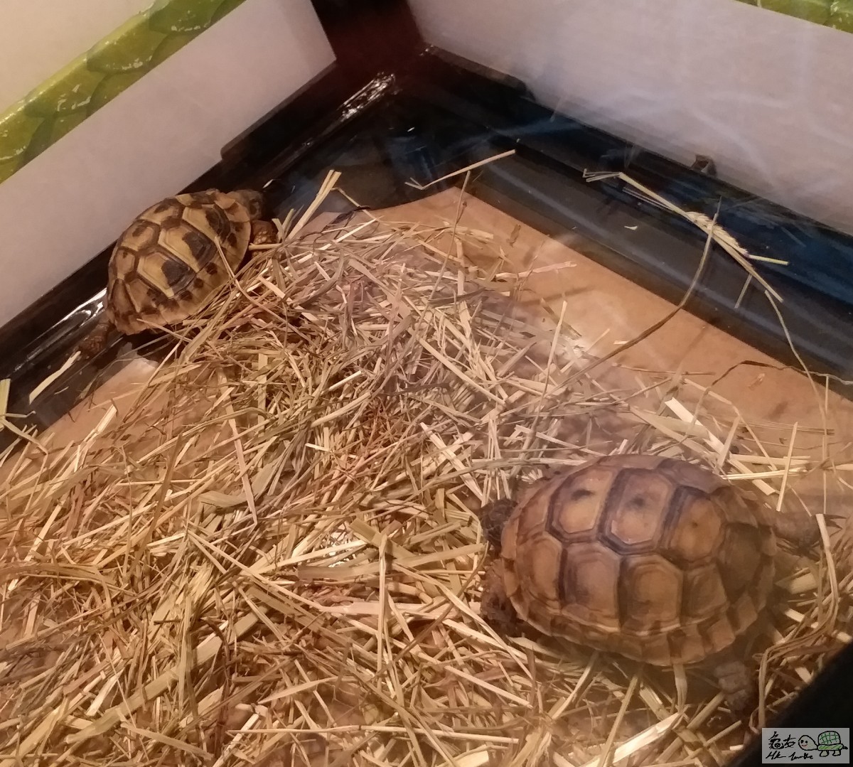 近鏡頭那隻不吃