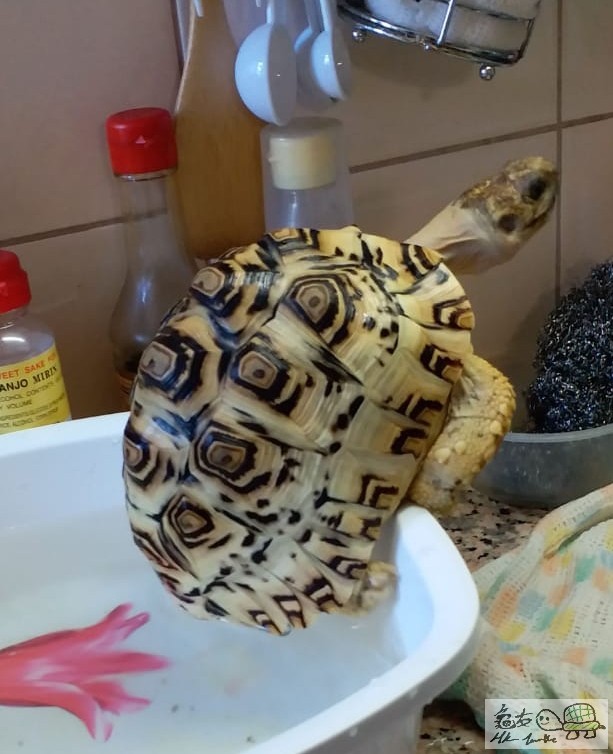 引體上升