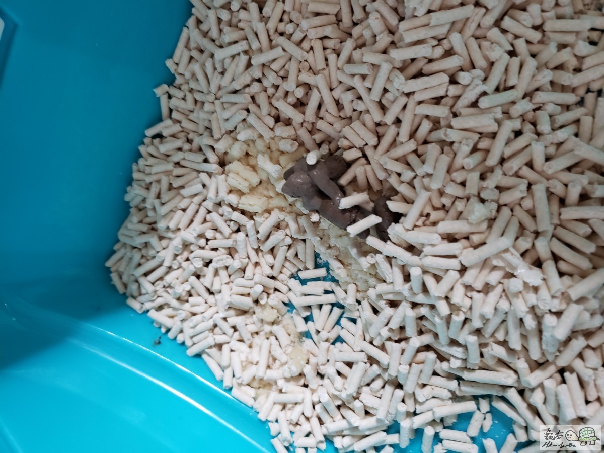 Bb貓大概一個月到啲分辨係灰灰地色請問正常嗎？