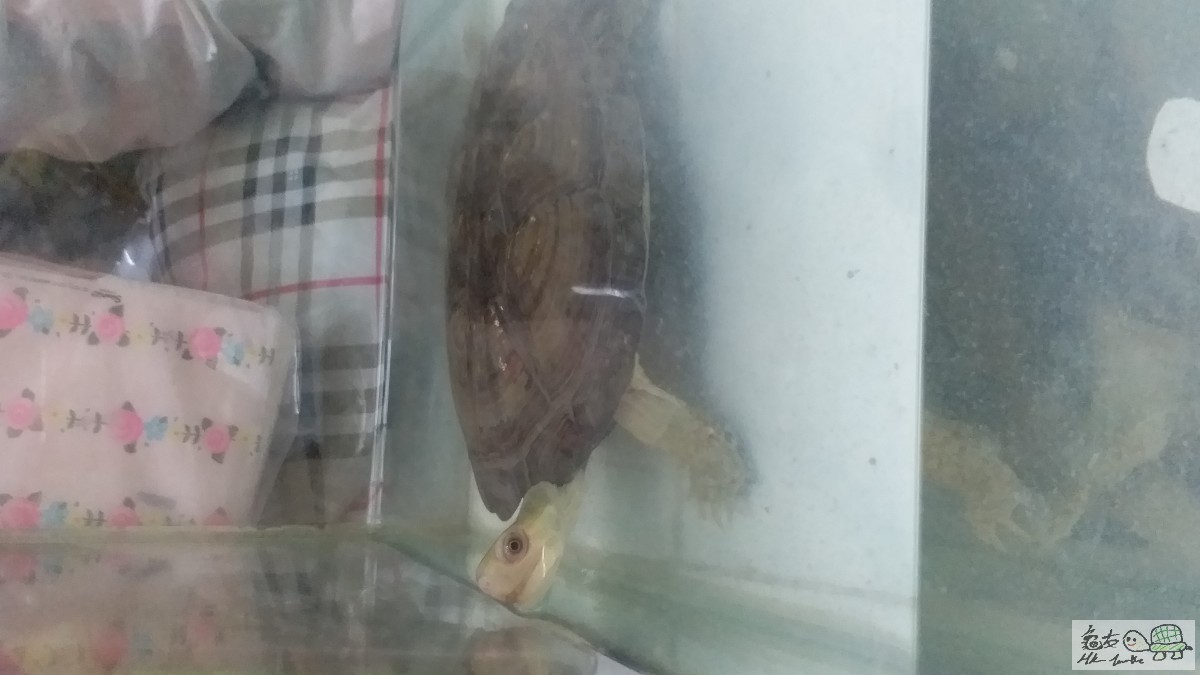 唔該想問下我嘅龜呢兩個禮拜已經冇食嘢啦 ， 但係佢喺水裏面仲係好興奮？ 究竟係咩一回事呢？ ... ...