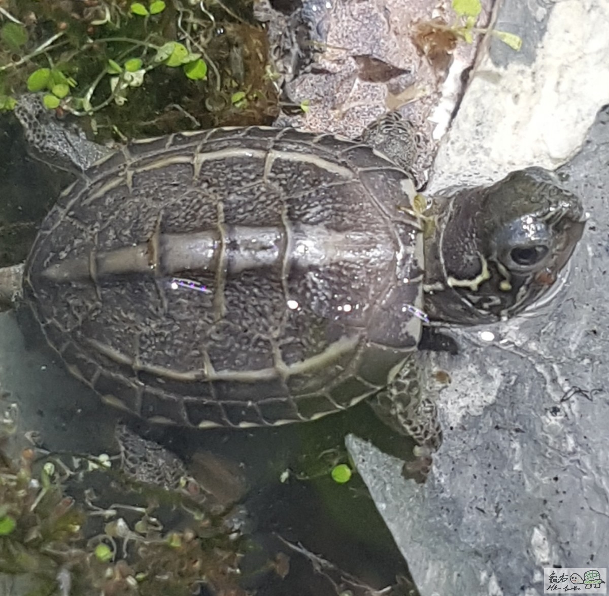 Screenshot_20190906-120507_Gallery.jpg