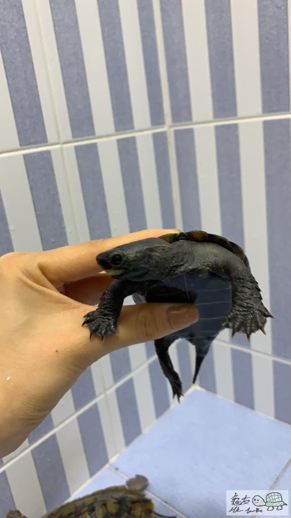 WhatsApp Image 2019-11-11 at 2.05.44 PM-5.jpeg