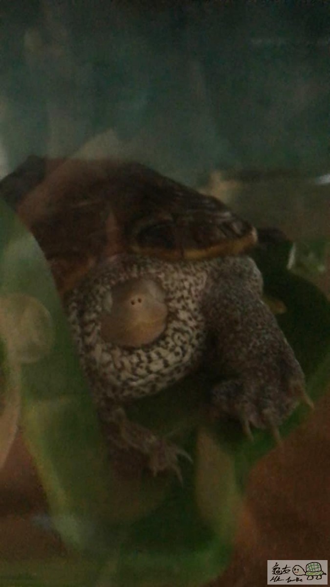 佢隻眼已經開唔到