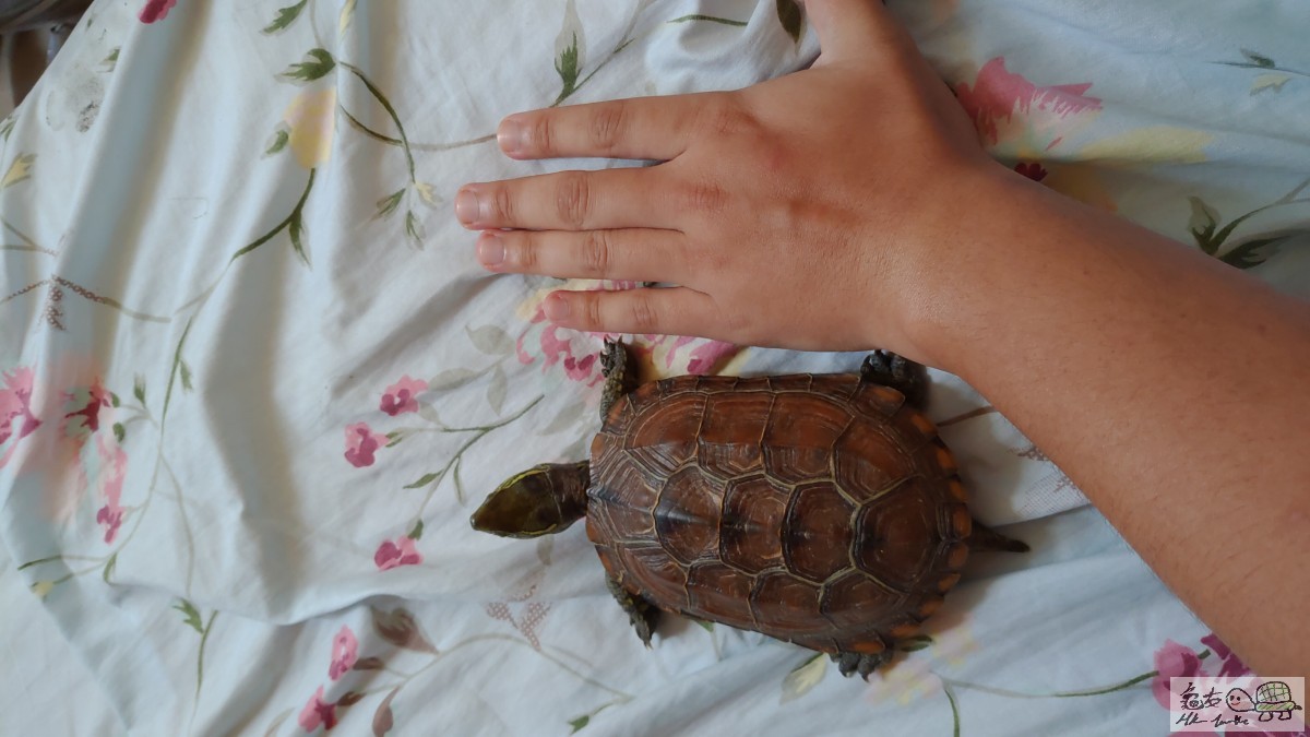 隻龜仲睇落去好精神