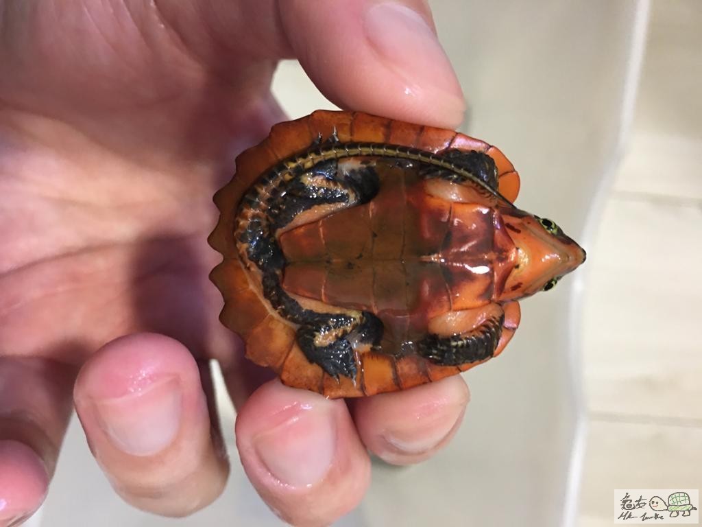 WhatsApp Image 2020-05-03 at 1.20.13 PM (1).jpeg