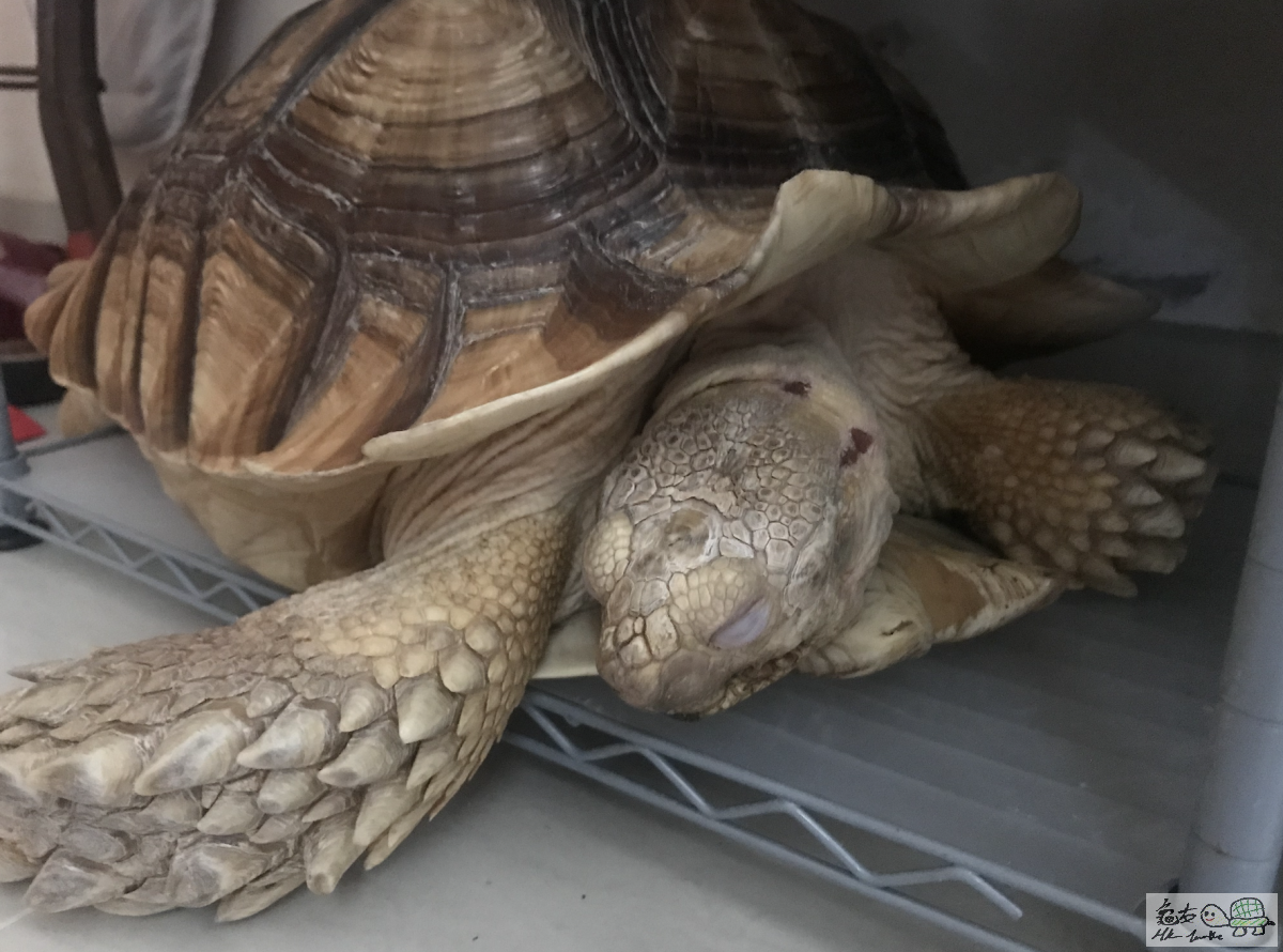 Screenshot 2020-09-21 at 10.45.28 AM.png