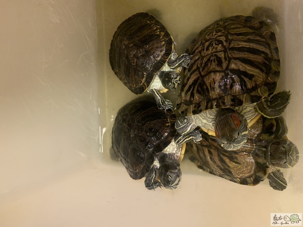 四隻可愛的水龜