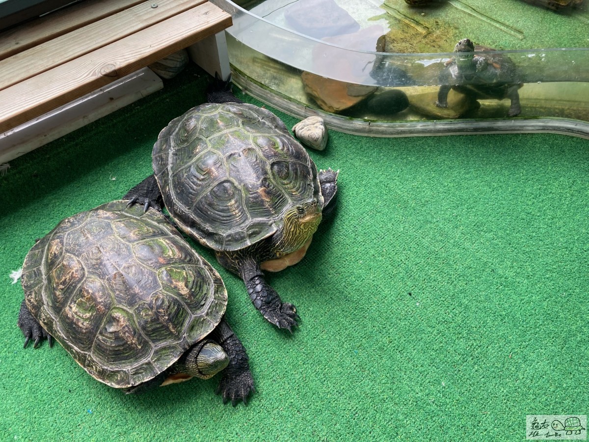 花花+皮蛋+肥黑