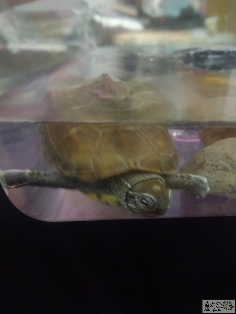 WhatsApp Image 2021-04-07 at 2.39.55 AM (1).jpeg