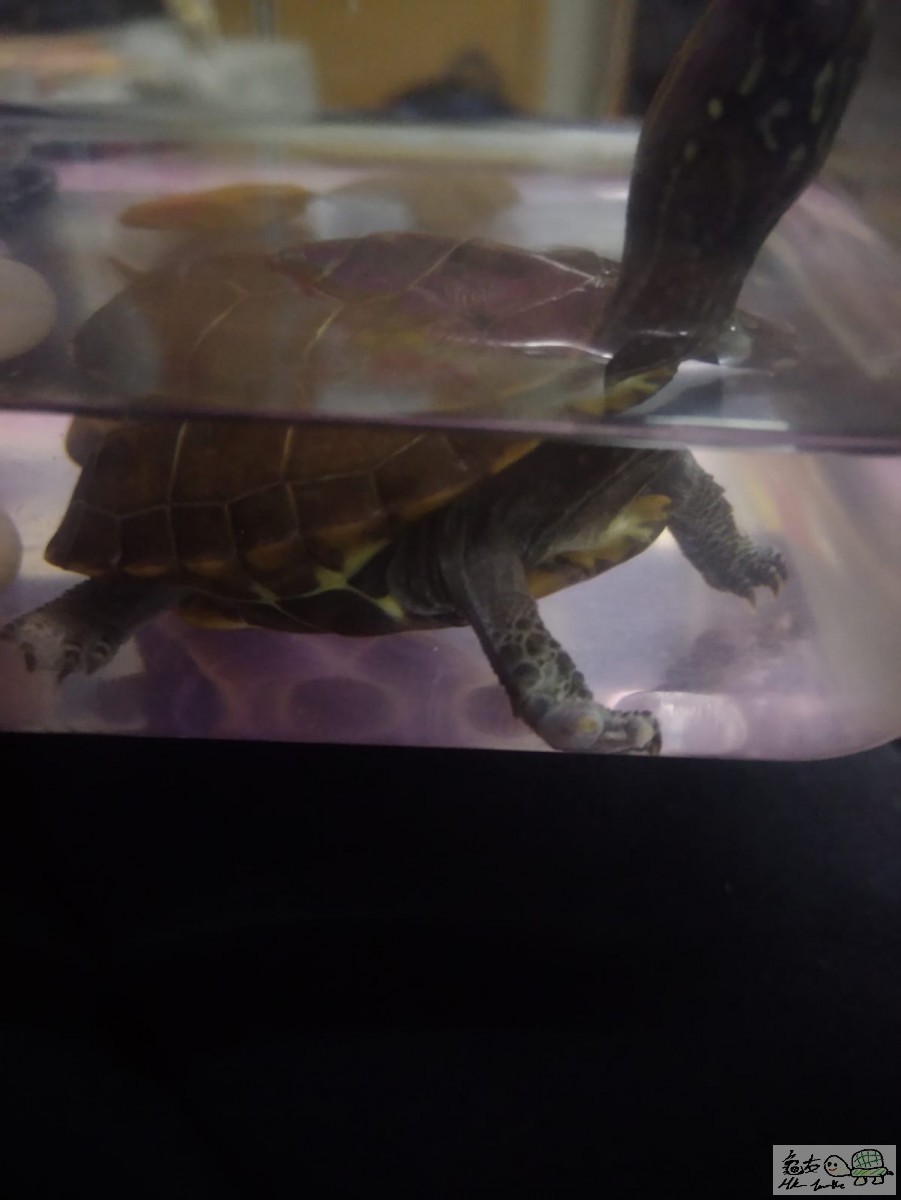 WhatsApp Image 2021-04-07 at 2.39.56 AM.jpeg