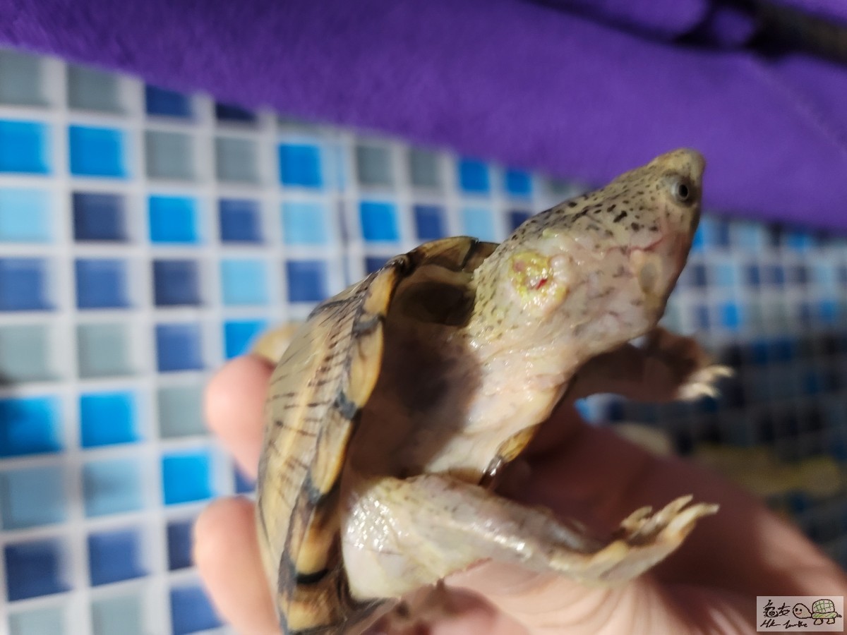 綠色果啲係我試緊新藥