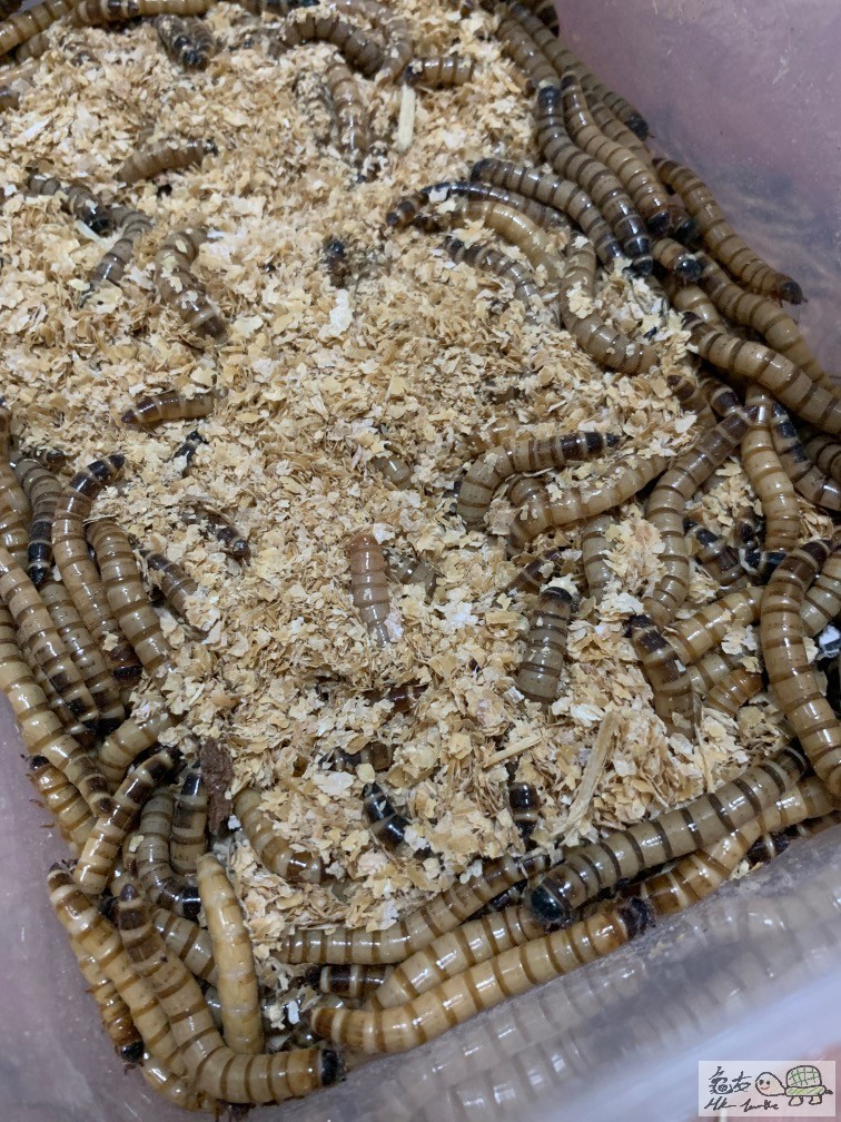 肥肥白白健健康康