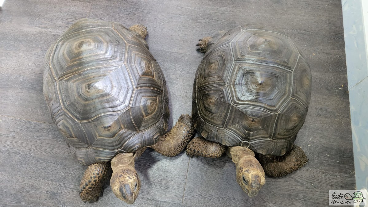 朱古力大達 01.jpeg