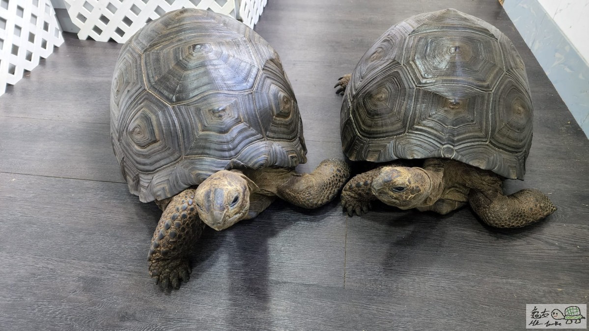 朱古力大達 02.jpeg