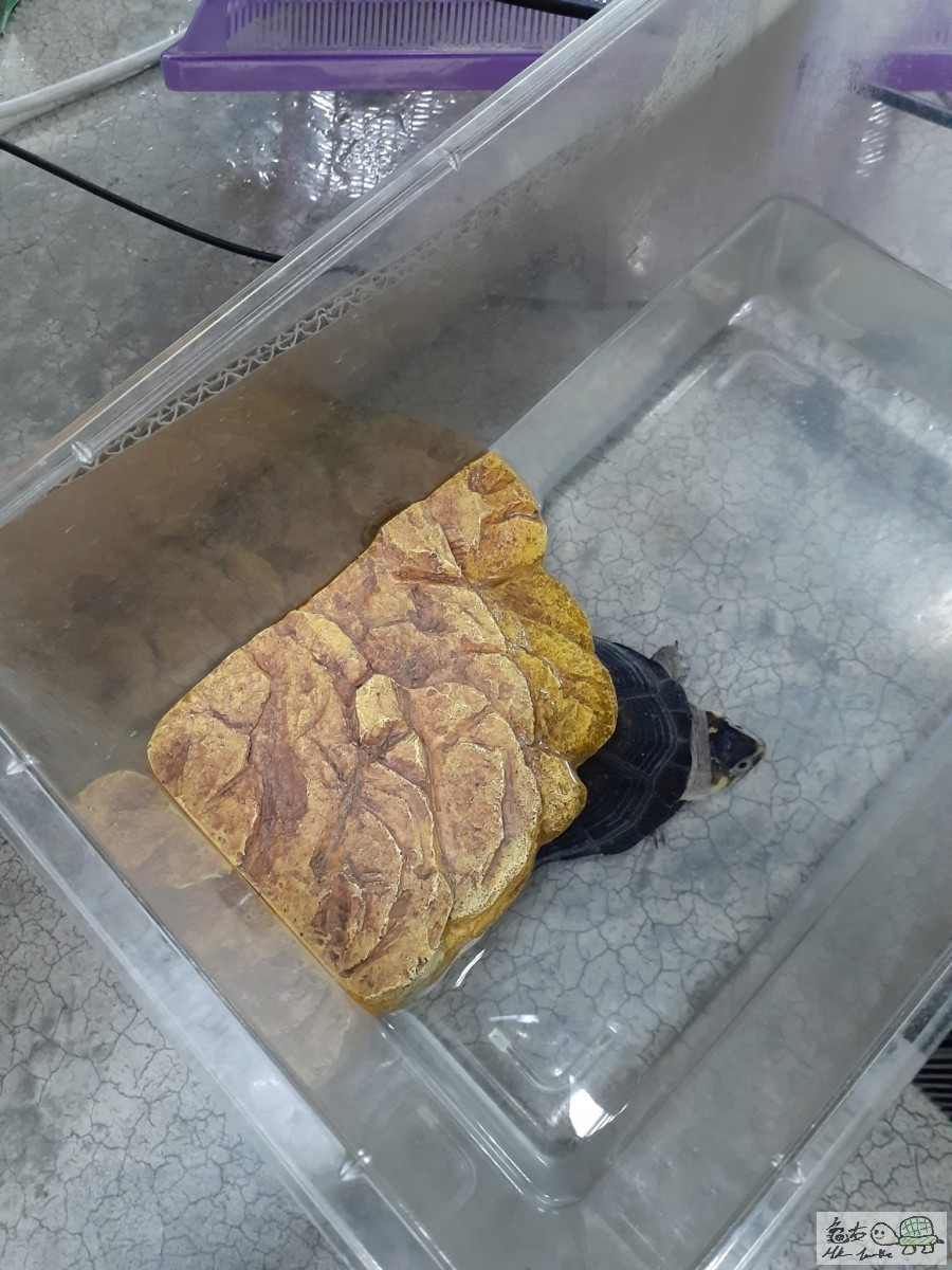 WhatsApp Image 2022-11-05 at 09.12.37.jpeg