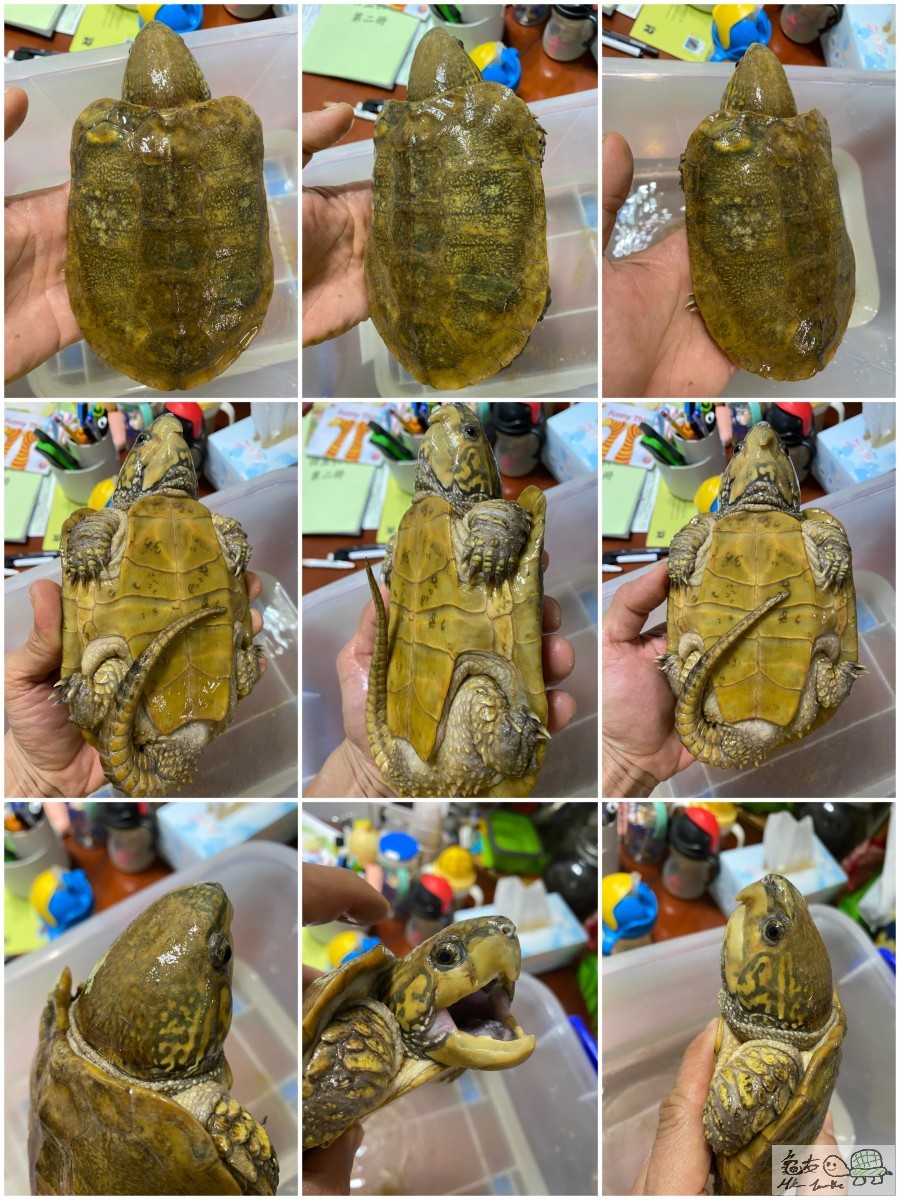 公