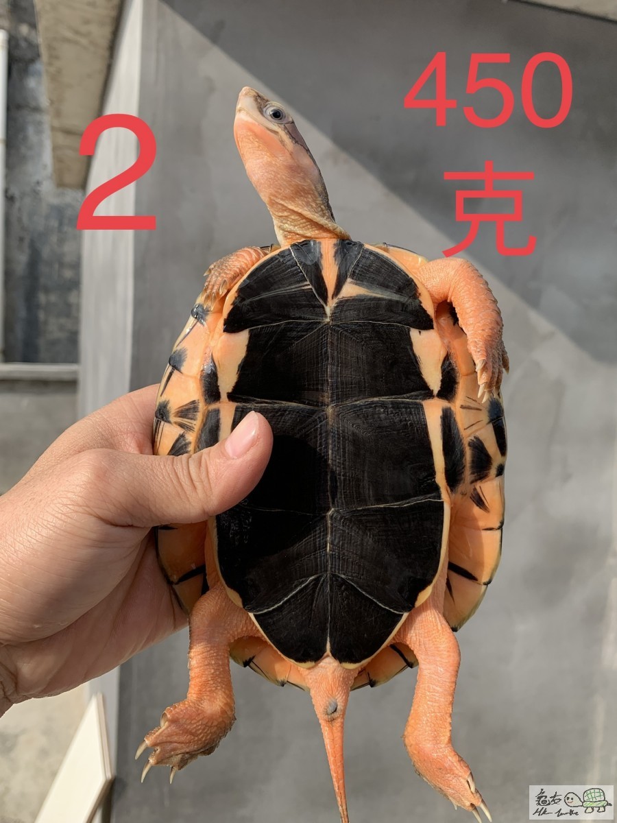 1AB9E506-BA8E-4B7E-BD87-2341A6419FA7.jpeg