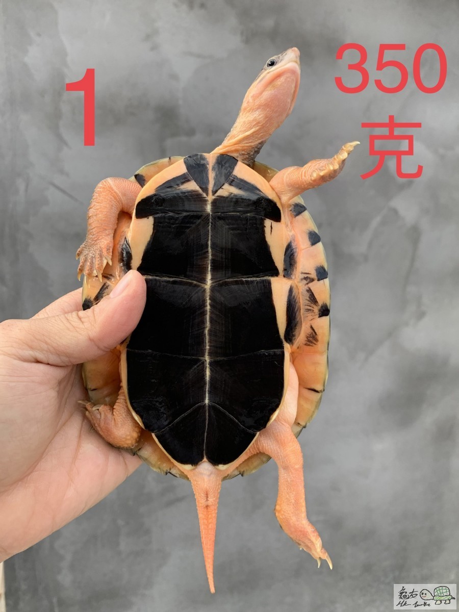 4B8CB98F-EA19-404E-A936-10F1EE21B51A.jpeg